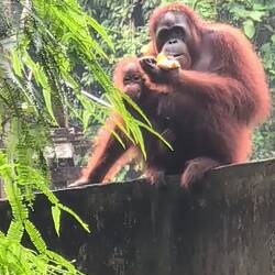 Ganti kriegt noch ein paar Bananen