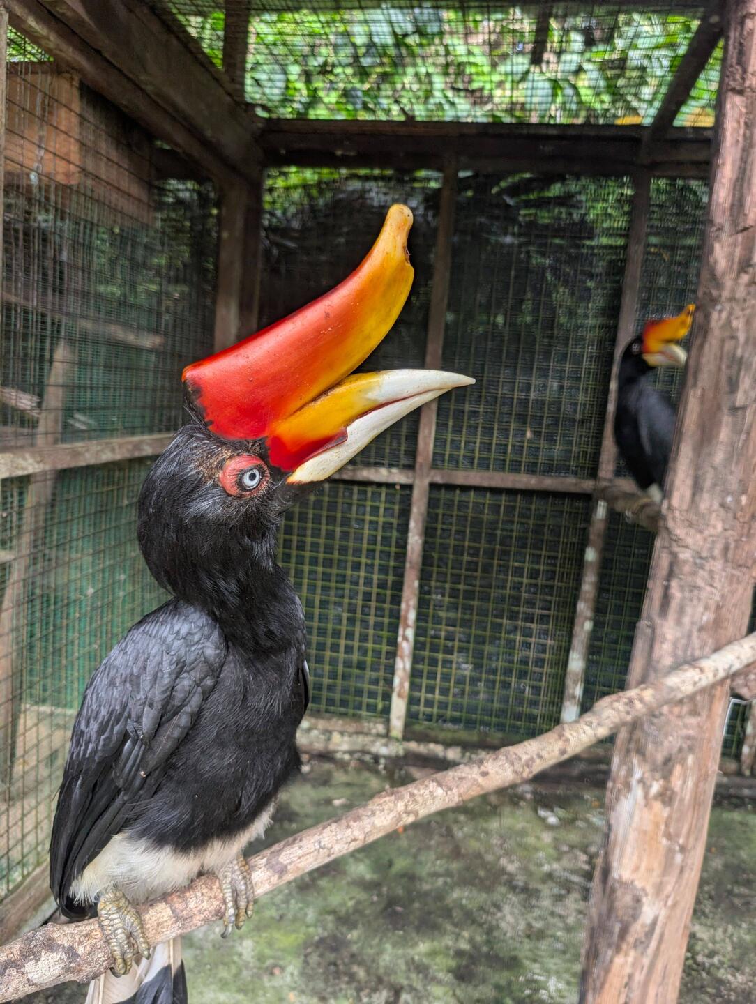 PrächtigerNashornvogel