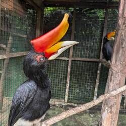 PrächtigerNashornvogel