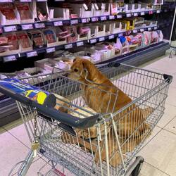 Beim Einkaufen heute beim grossen "L" entdeckt.