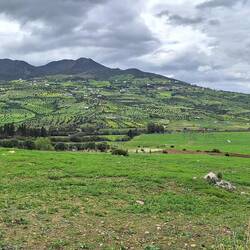 Es wachsen Olivenbäume und Korkeichen