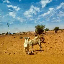 und vereinzelt noch ein paar 🐪