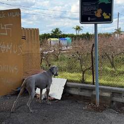 Katzenstation, da freut sich unser Jagdhund🥰