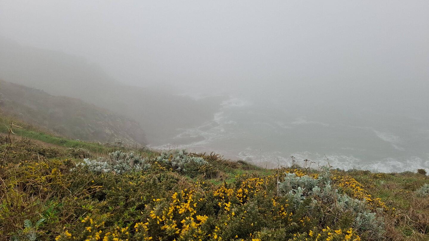 Küsten-Nebel