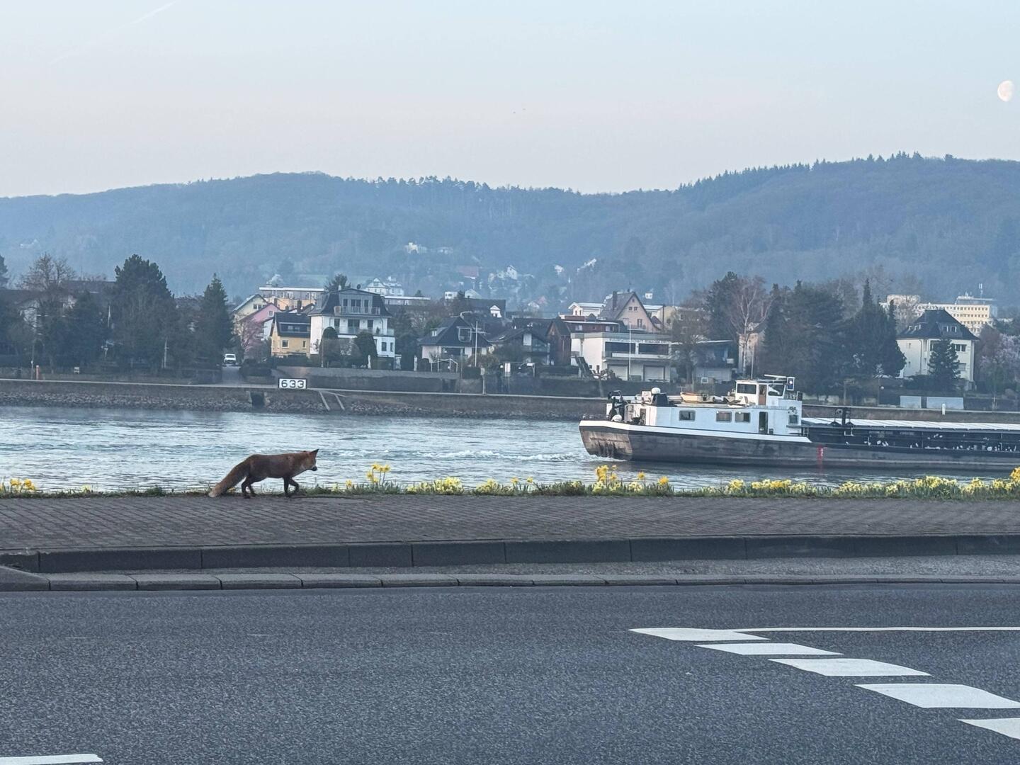 Fuchs am Rhein