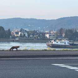 Fuchs am Rhein