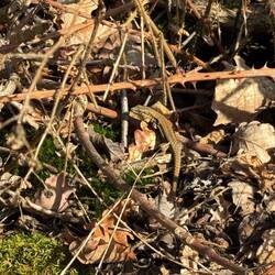 Es wird Frühling, wenn die Eidechsen unterwegs sind 🥰