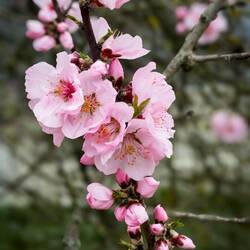 Spring has sprung ... blooms at the Casalecchio Palasport train platform.