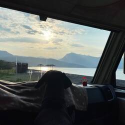 Lesley muss wieder Fenster schauen 🐾❣️