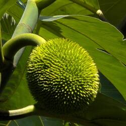 Wird wohl eine Brotfrucht sein?