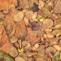 Beer snacks. Eaten fried