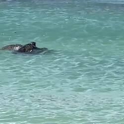 Die turtelnden Turtles (ach welch ein Wortspiel... 😂)