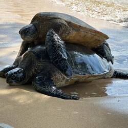 Die beiden haben den Ort des Geschehens direkt vor unsere Badetücher verlegt