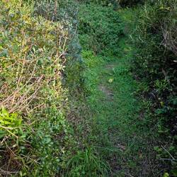 Durch Gestrüpp hoch auf die Klippen.