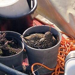 Ein wunderbares Entennest! 🦆