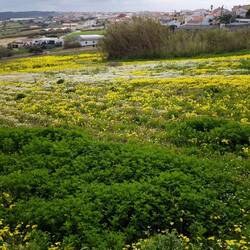 Es geht runter nach Lourinha.