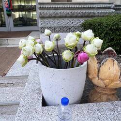 Auch wir haben eine Blume zum Gedenken an die Opfer gekauft