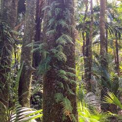 Epiphytic ferns
