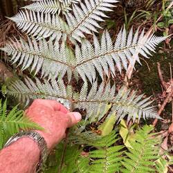 The Silver Fern of New Zealand