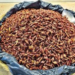 Chapulines - Grasshoppers
