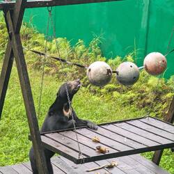 Vielleicht in dem Ball?