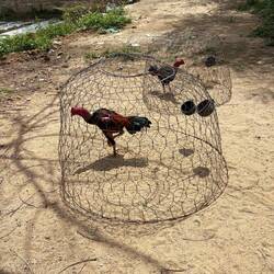Raising fighting cocks for sale to Cambodia