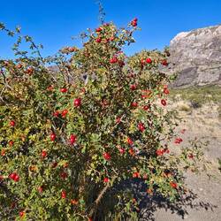 ...es wird unübersehbar Herbst in Patagonien