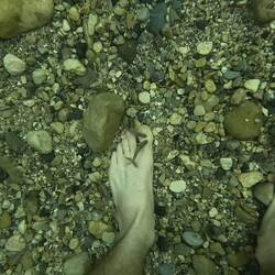 Little fishes are happy to clean your feet.