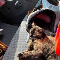 Schlaf der süßen Katzen