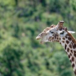 Geschwüre auf der Nase