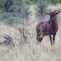 Tsessebe Antilope