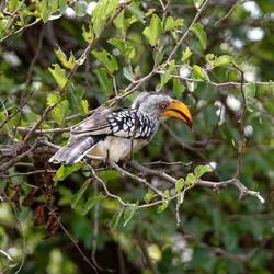 Südlicher Gelbschnabeltoko
