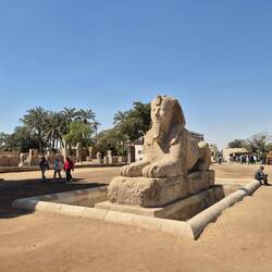 Alabastersphinx
