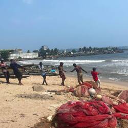 Pulling in a very big net full of fish.