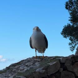 die Möwen sind allgegenwärtig