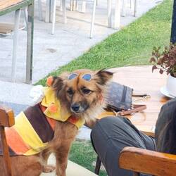 Hier sind sogar die Hunde gestylt 😉