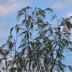 Wer entdeckt die Papageien?