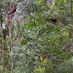 Auch noch einige rote Papageien getroffen