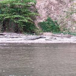 CRIKEY! I'm going to wrestle that crocodile, and see if that pisses him off!