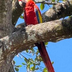 Bei der Ankunft in Uvita begrüßten uns frei lebende Aras