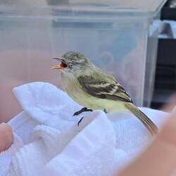 Versuch einer Tierrettung