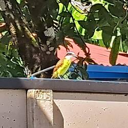 Dieser Vogel liebte es, in unserem Pool zu baden