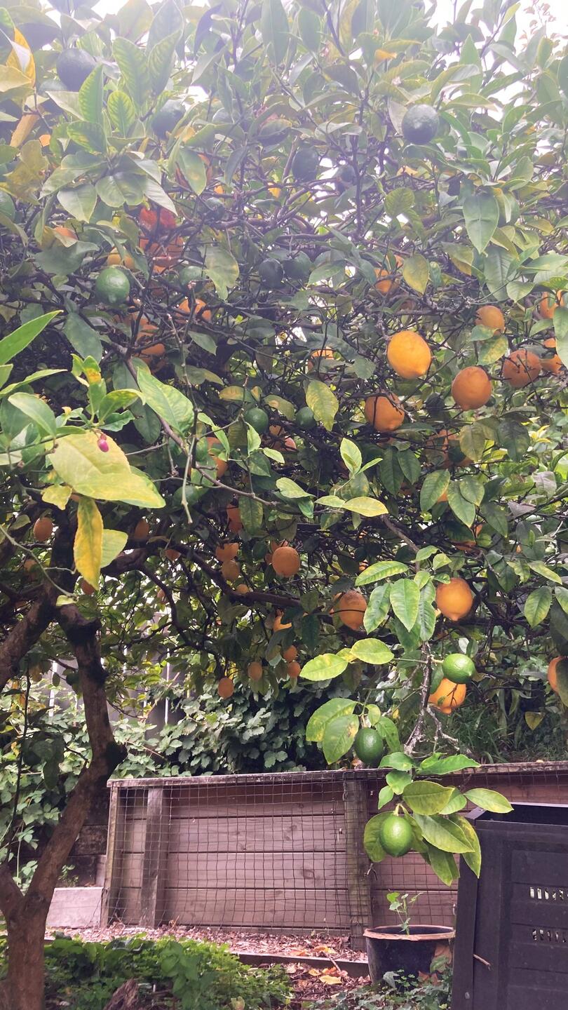Lemons ripe in the garden