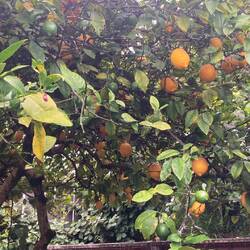 Lemons ripe in the garden
