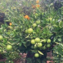 Oranges on their way