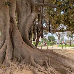 Zimmerpflanze mit gummiartigen Blättern