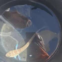 Ein Petermännchen-sehr giftig, soll aber schmecken