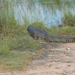 Der Krokodil haut vor uns an:/