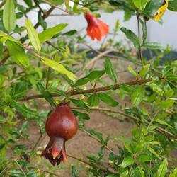 Granatapfel