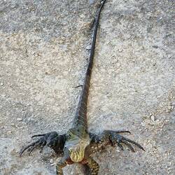 Australian Water Dragon - auf Deutsch: Australische Wasseragame